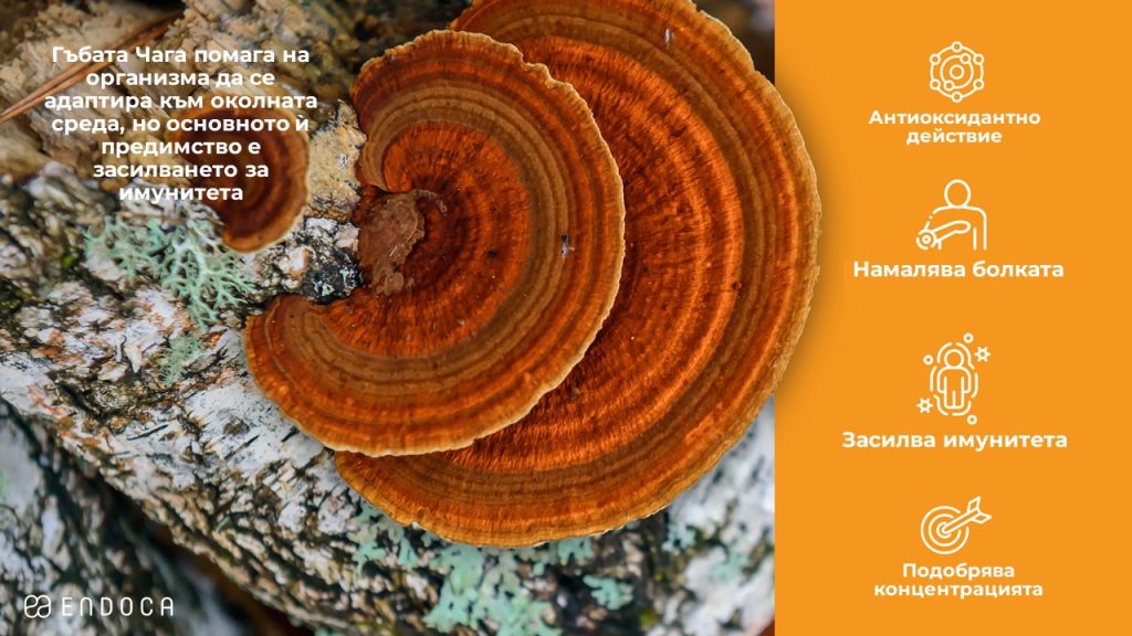 Endoca, CHAGA Mushroom Extract – Гъба ЧАГА